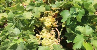 Belediyenin Yetiştirdiği Üzümler Yoksulların Sofrasına Gidiyor