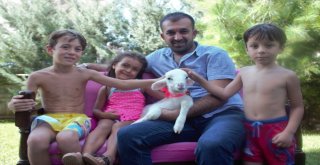 (Özel Haber) Kuzu Değil Sanki Sultan