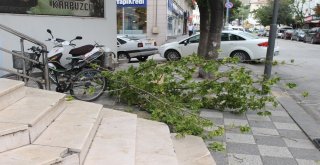 Çankırıda Fırtına Ağaçları Kökünden Söktü