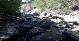 (Özel) Sarımsaklıda Balık Ölümleri