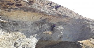 Uçurumda 4 Gün Mahsur Kalan Keçi Kurtarıldı