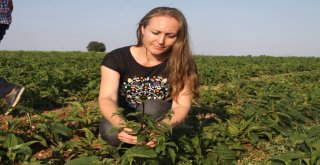 (Tekrar) Karı Koca Birlikte Şifa Ekiyor