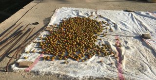 (Özel) Beytüşşebapta Erik Hasadı Başladı