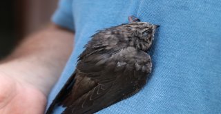 Gizemini Koruyan Ebabil Kuşu Karabükü Yurt Edindi