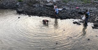 Baraj Önünde Sıkışan Balıklar Havasızlıktan Telef Oluyor