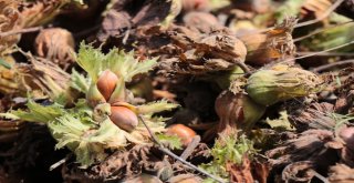 Sel Fındık Üreticisini Vurdu