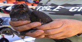 Didimde Uçamayan Karga Esnafın Maskotu Oldu