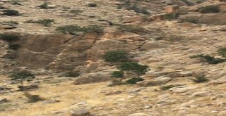 Dağlık Alanda Kaybolan Sporcuyu Jandarma Kurtardı