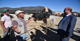 Başkan Pekyatırmacı, Kurban Pazarında İncelemelerde Bulundu
