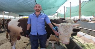 Konyada Kurbanlıklar Alıcılarını Bekliyor