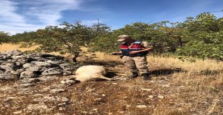 Kayıp Koyunlar Jandarma Ekipleri Tarafından Bulundu