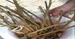 Antep Fıstığı Artık Eskişehirde De Yetişiyor