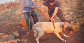 Su Kuyusuna Düşen Köpeği Vatandaşlar Kurtardı