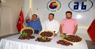Aydında Sezonun İlk Kestanesi Borsaya Teslim Edildi