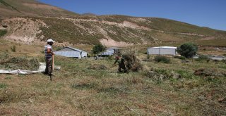 2000 Rakımlı Köyde Otları Branda İle Taşıyorlar