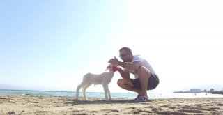 (Özel Haber) Kuzu Değil Sanki Sultan