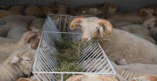 Kurban Alacaklar Bunlara Dikkat