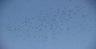 Göçe Hazırlanan Yüzlerce Leylek Eskişehir Semalarında