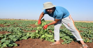 (Özel) Şanlıurfada Şelengo Hasadı Başladı