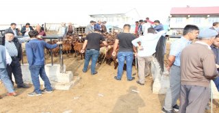 25 Bin Liralık Simental Dana Alana Biri Hediye