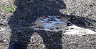 Sarıkamışta Tel Örgüye Şıkışan Puhu Kurtarıldı