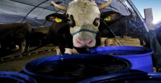 (Özel) Besicilerin 24 Saat Kurban Nöbeti