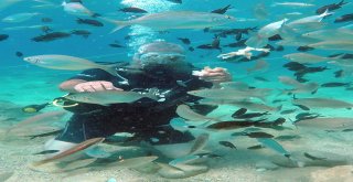Turistlerin Yeni Gözdesi Su Altında Ekmekle Balık Beslemek