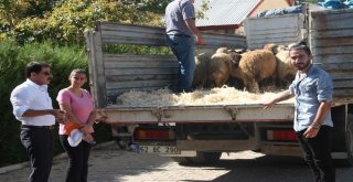 Tuncelide Genç Çiftçilere Bin 20 Koyun Dağıtıldı