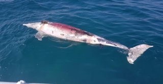 2 Metre Boyunda, 350 Kiloluk Yunus Balığını Ateş Edip Öldürdüler