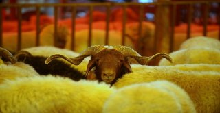 Kurban Pazarında Hareketlilik Devam Ediyor