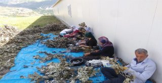 Kullanılmayan Köy Evleri İpek Böceği Besim Evlerine Dönüştürülüyor