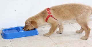 (Özel Haber) Kazancının Yüzde 10Una Kediler Ve Köpekler Ortak