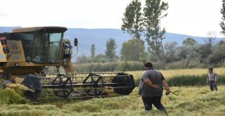 (Özel) Tosyada Pirinç Hasadı Başladı