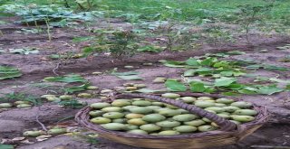 Aydında Ceviz Hasadı Başladı