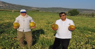 (Özel Haber) Sahte Kırkağaç Kavununa Tepki