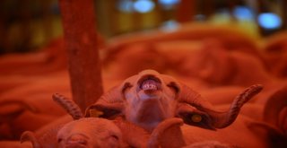 Kurban Pazarında Hareketlilik Devam Ediyor