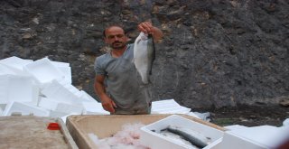 Tokattan Japonyaya Somon İhracatı