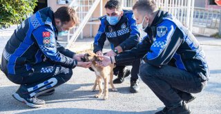 ​Aracın çarptığı yavru köpeği zabıta sahiplendi