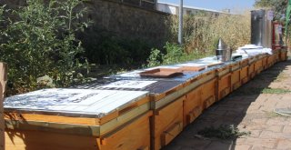 Bingölde 28 Arıcıya Hibe Desteği