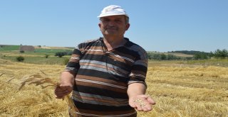 (Özel) Buğdayın Atası ‘Siyezin Hasadı Devam Ediyor