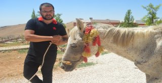 (Özel) Mardinde İşkence Gören At Tedavi İçin İstanbula Gönderildi