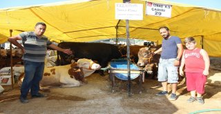 Demokratik Çadırın Keyifçi Danası