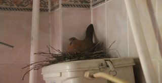 Kumru Helaya Yavruladı