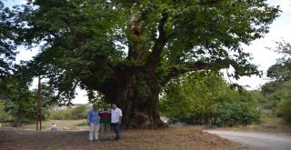 1000 Yıllık Kestane Ağacı Turistlerin İlgisini Çekiyor