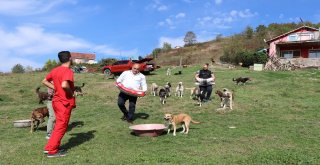 Zonguldaklı İki Aile 120 Sokak Köpeğine Yuva Oldu