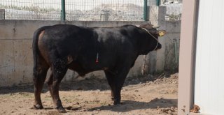 Kesileceğini Anlayan Kızgın İnek İğneyle Sakinleştirildi