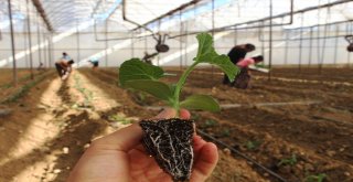 Dolara Tepki Olarak Fide Ekimini 1 Ay Öne Aldılar