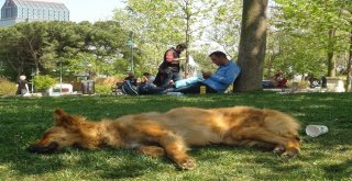 İstanbul Sıcaktan Kavruldu