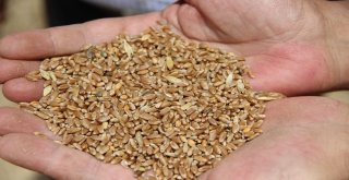 Biçerdöverler Tarlaya Girdi, Hasat Yüzleri Güldürdü