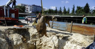 Kurbanlık Hayvan 5 Metrelik Çukura Düştü